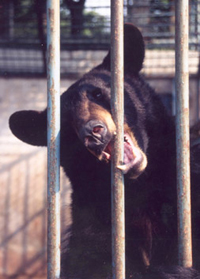 bear biting at the bars of its cage