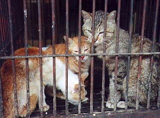 cats in cage